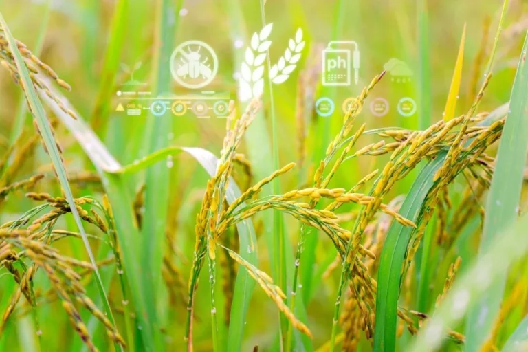 ObjectDetectionAgtech